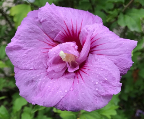 Hibiscus