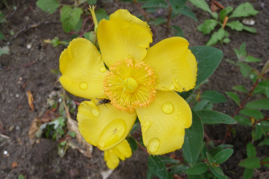 Hertshooi - Planten - 