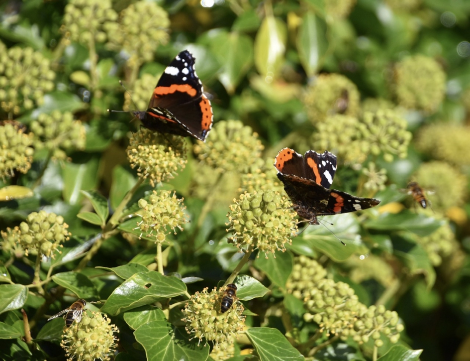 Atalantas - Geleedpotigen - 