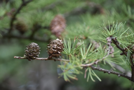 Larix