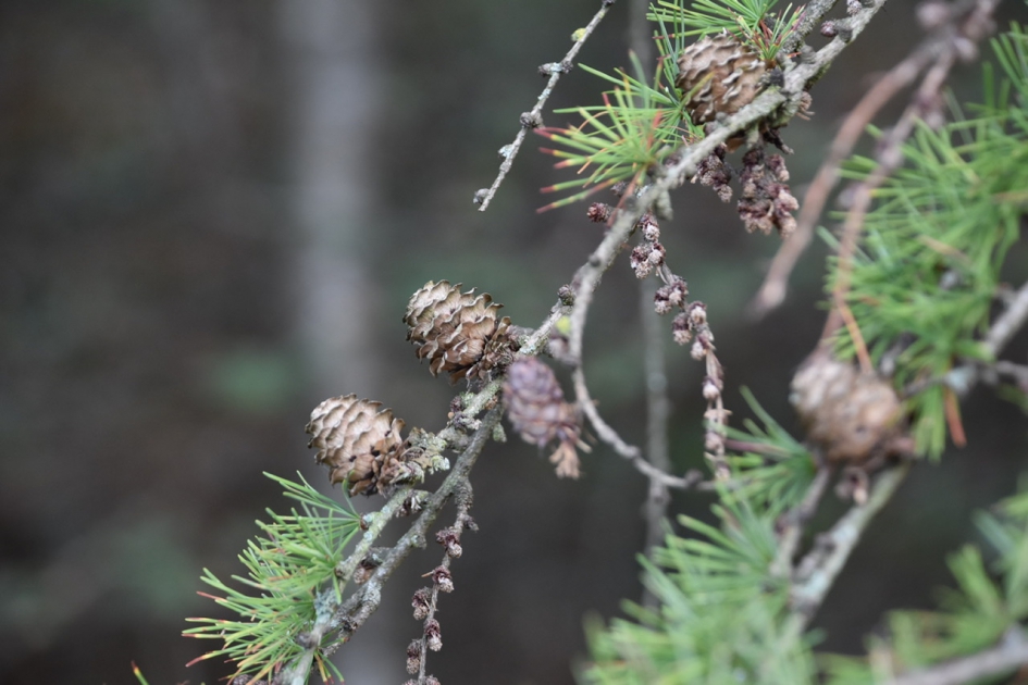 Larix - Planten - 