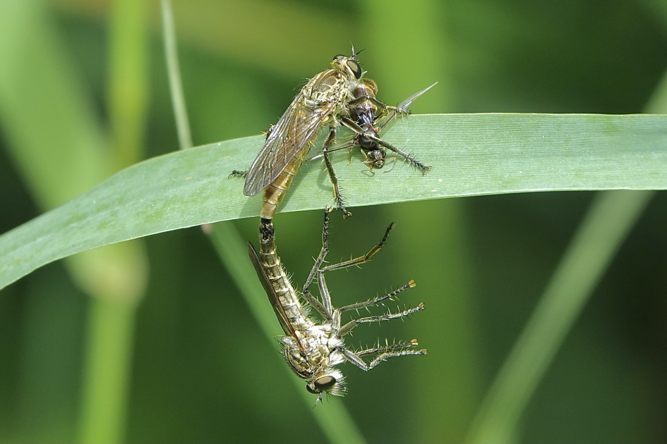 Niet alleen tijd voor eten - Geleedpotigen - Zandroofvlieg