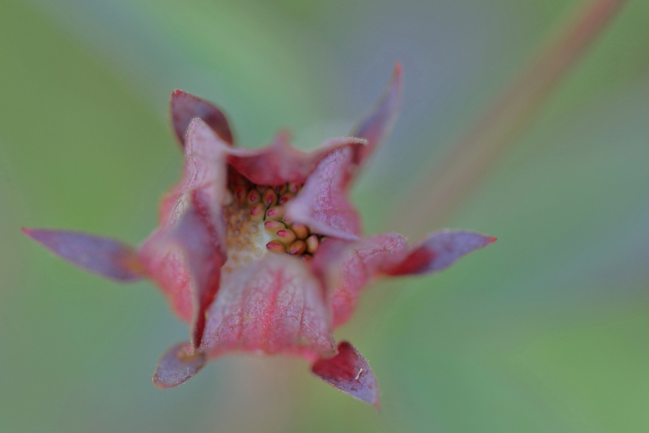 niet eetbaar - Planten - wateraardbei