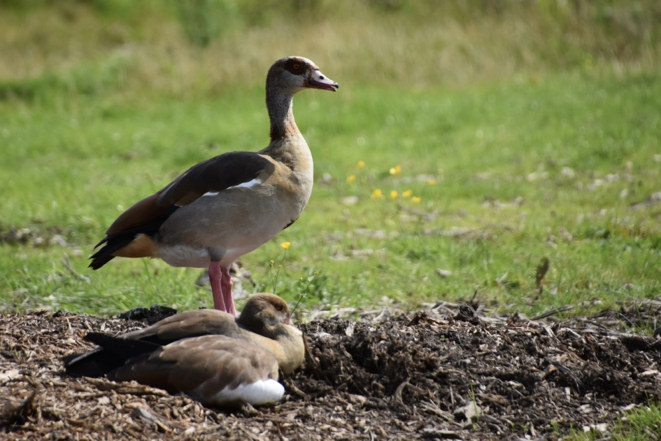 Nijlgans met jong - Vogels - 