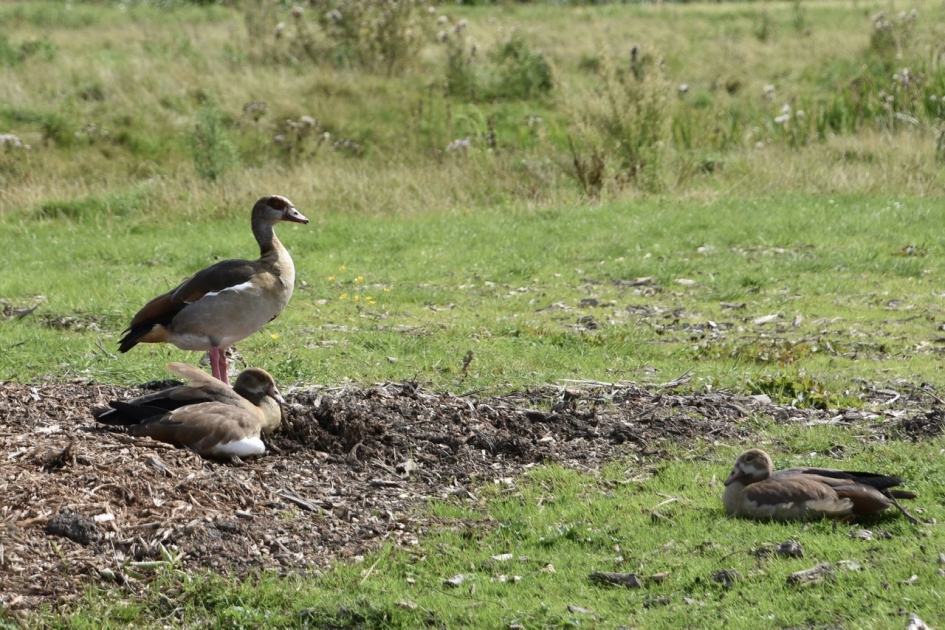 Nijlganzen familie - Vogels - 