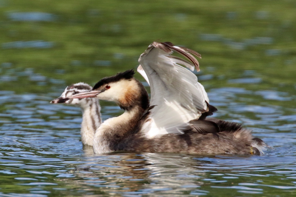 Nog steeds futen met jongen - Vogels - 
