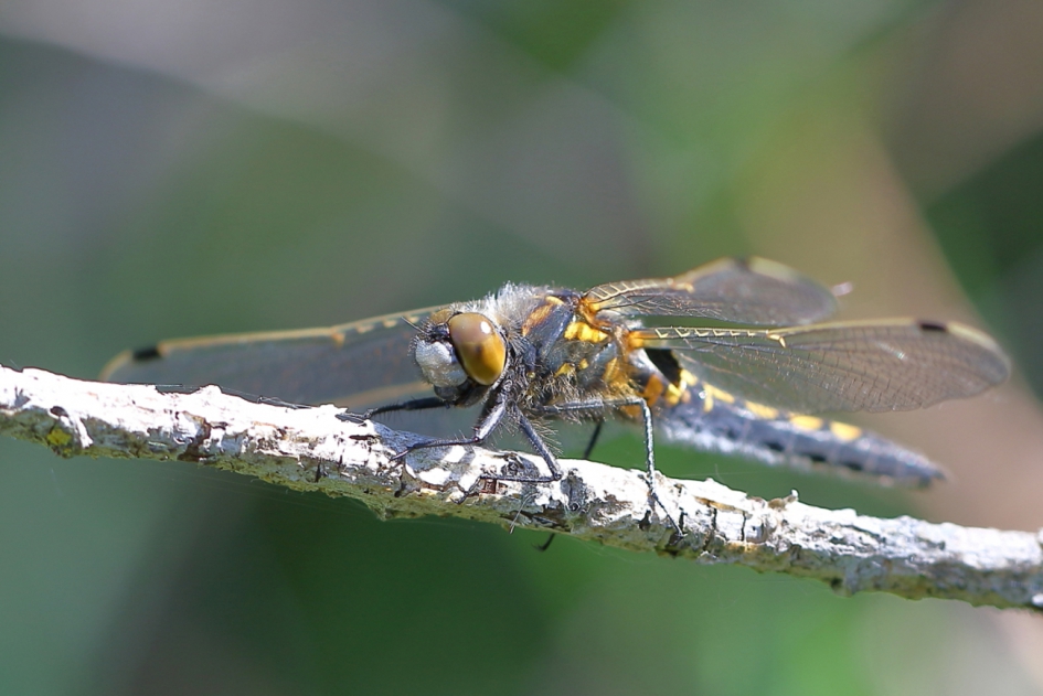 Noorse witsnuitlibel -v- - Geleedpotigen - noorse witsnuitlibel