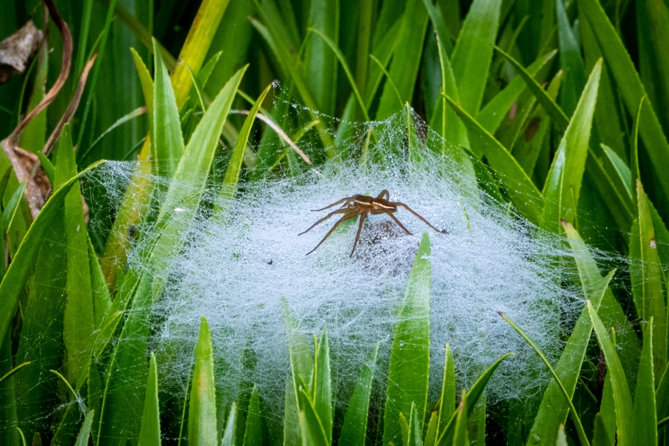 Oeverspin op nest - Geleedpotigen - Grote Gerande Oeverspin