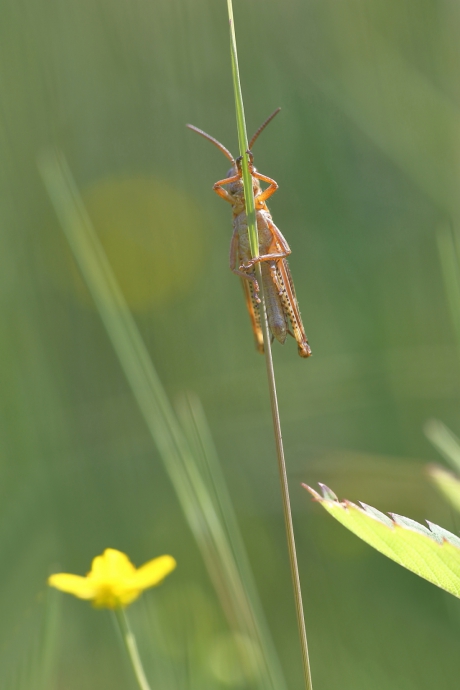 onherkenbaar in beeld