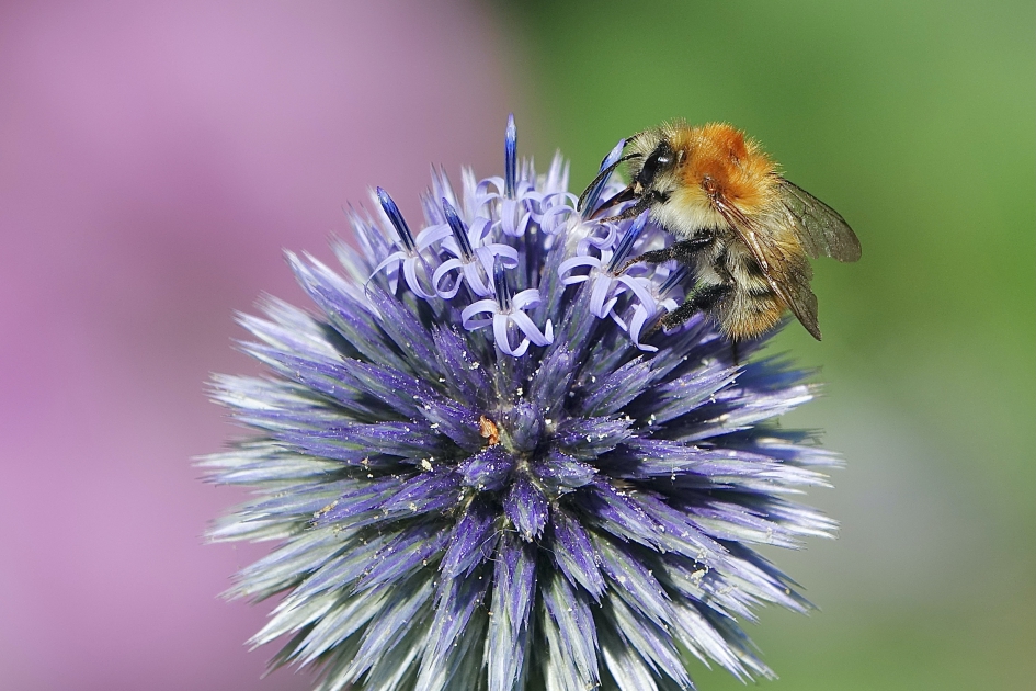 Onweerstaanbaar voor deze Akkerhommel - Geleedpotigen - Akkerhommel