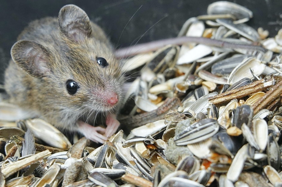 Onweerstaanbaar voor dit Bosmuisje - Zoogdieren - Bosmuis
