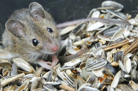 Onweerstaanbaar voor dit Bosmuisje