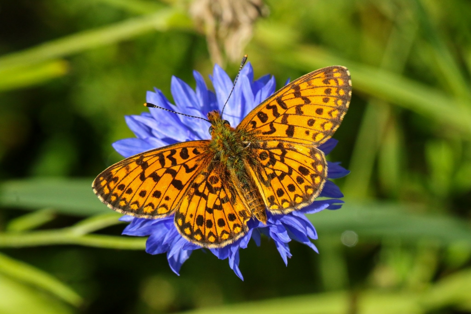 Op de korenbloem - Geleedpotigen - Zilveren maan