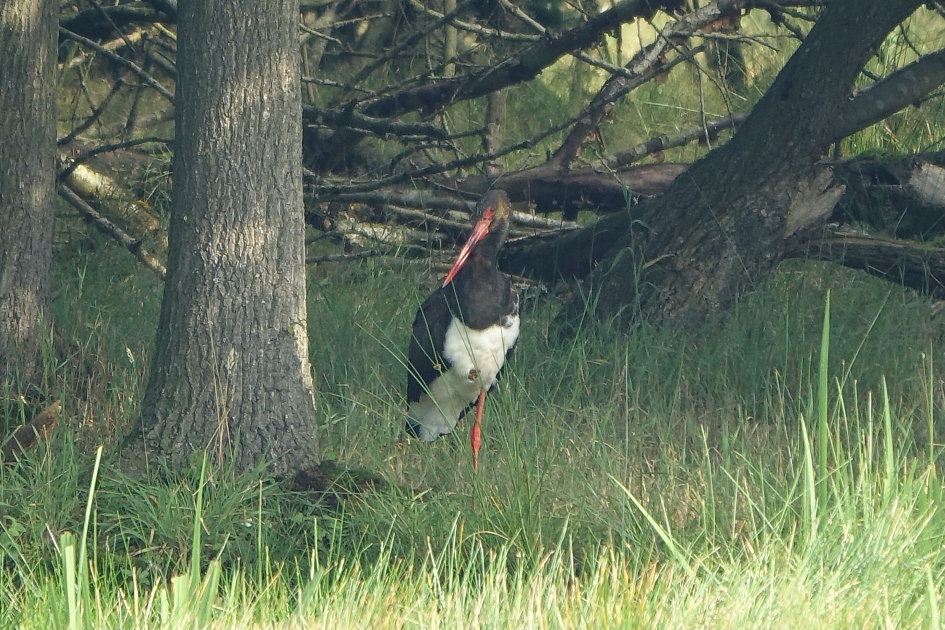 Op een poot - Vogels - Zwarte ooievaar