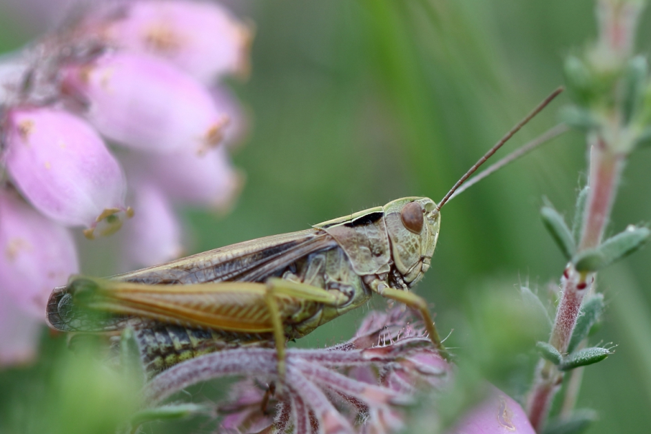 op tijd zijn - Geleedpotigen - wekkertje