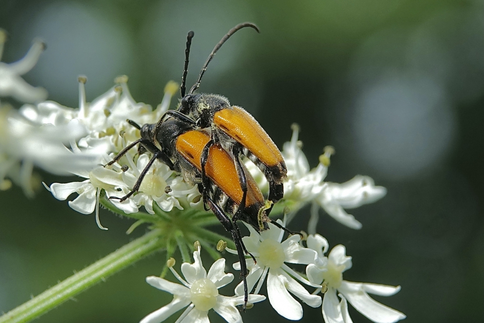 Opgewonden standje - Geleedpotigen - Zwartstip-smalboktor