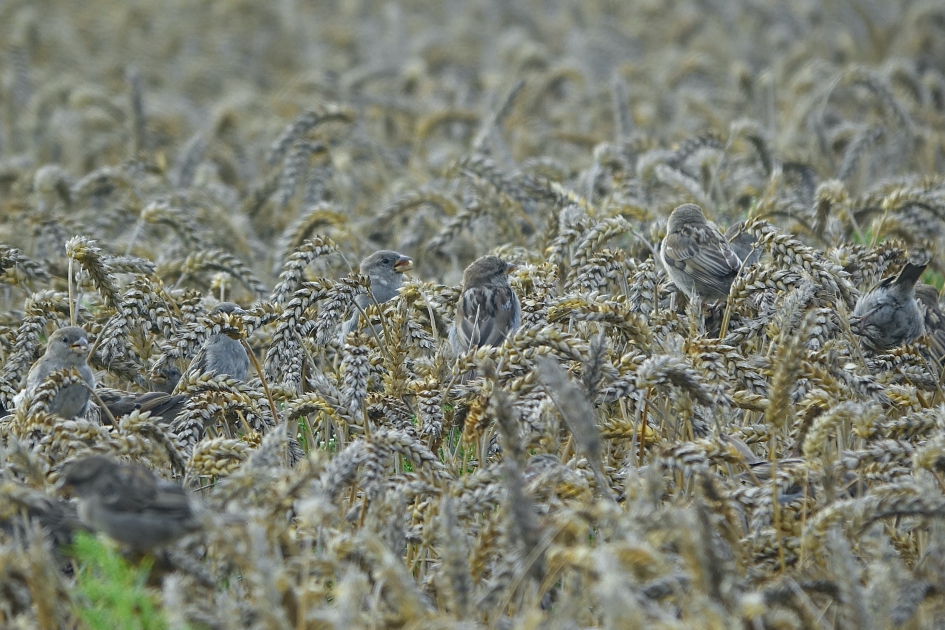 Overvloed - Vogels - Huismus