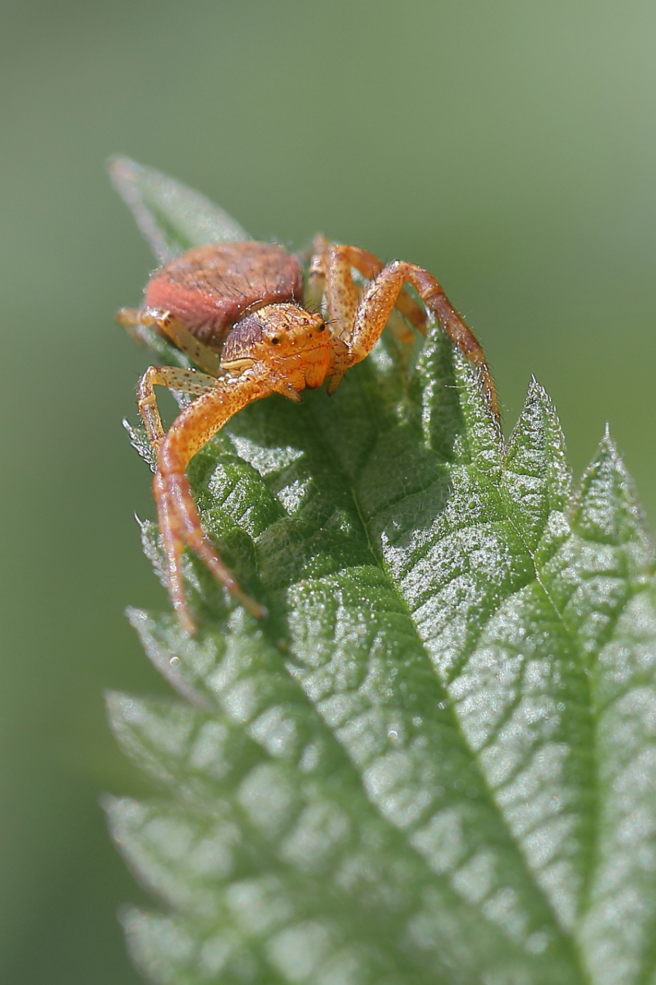 overzichtelijk - Geleedpotigen - krabspin