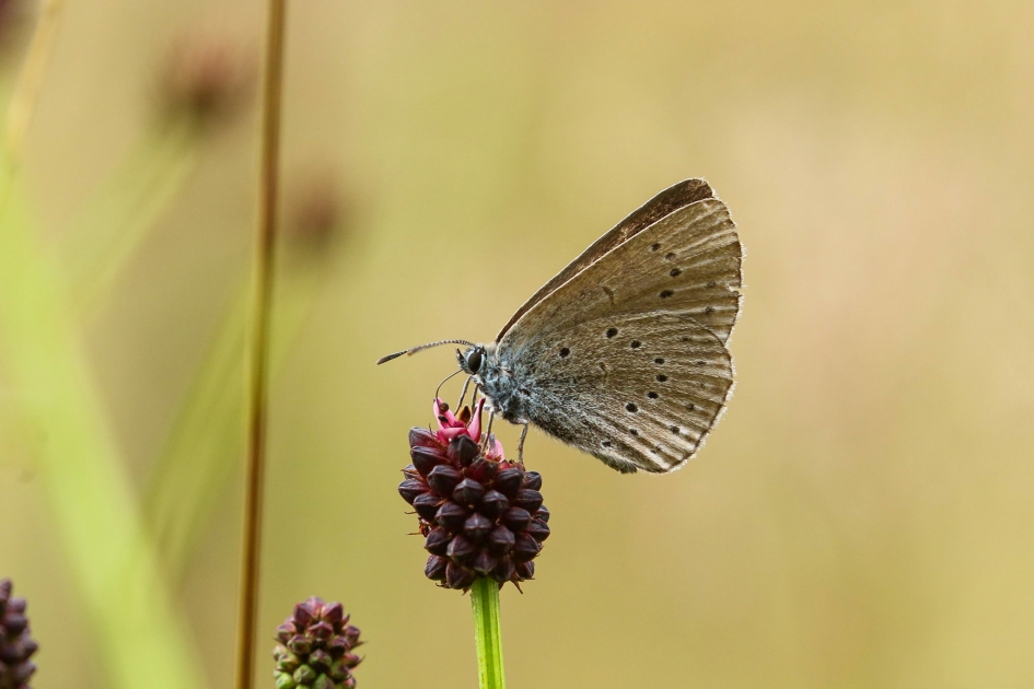 Paard van Troje - Geleedpotigen - Pimpernelblauwtje