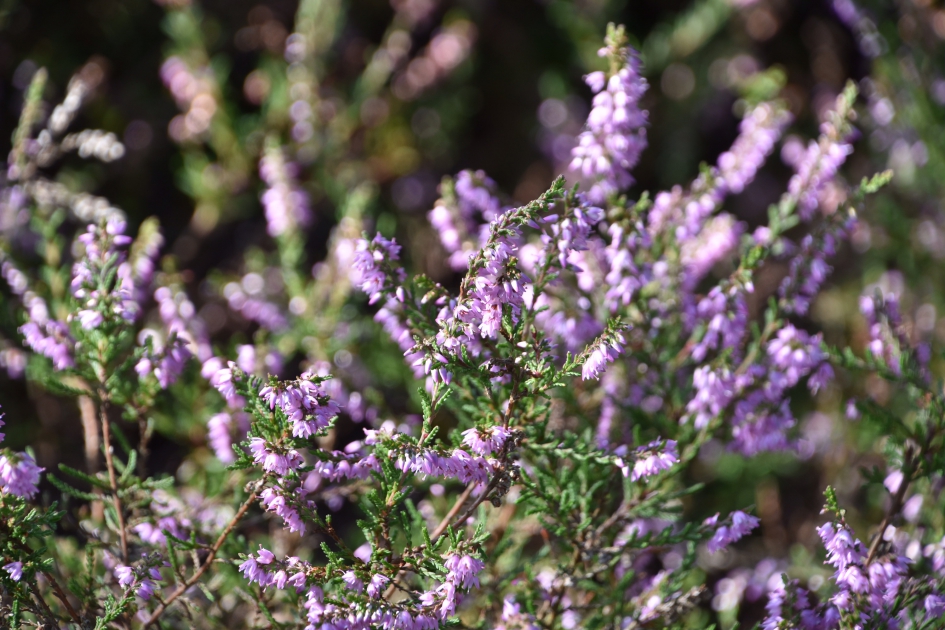Paarse hei - Planten - 