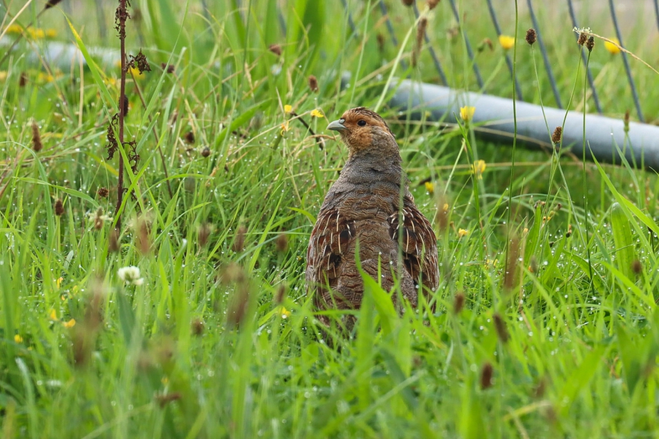 Patrijs op bouwterrein - Vogels - Patrijs