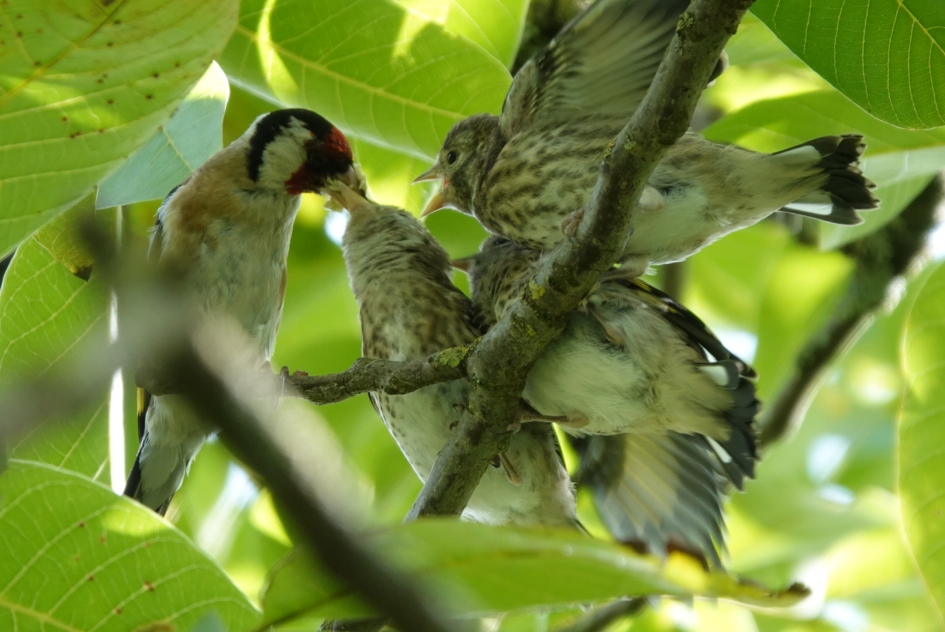 Puttertje - Vogels - 