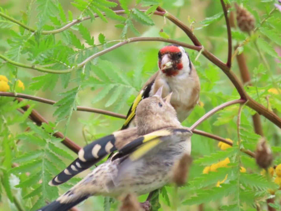 Puttertjes - Vogels - Puttertje
