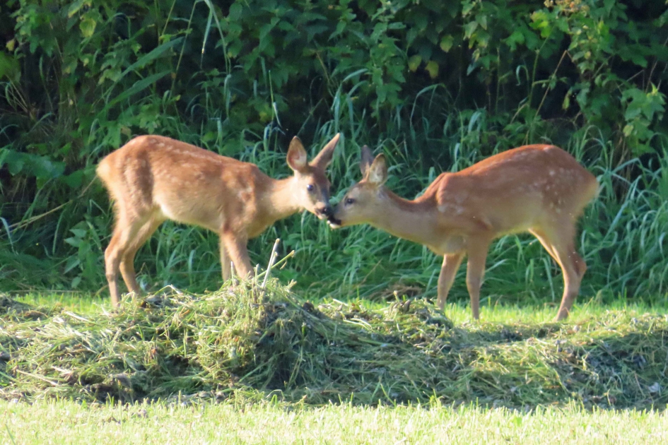 Reekalfjes - Zoogdieren - 