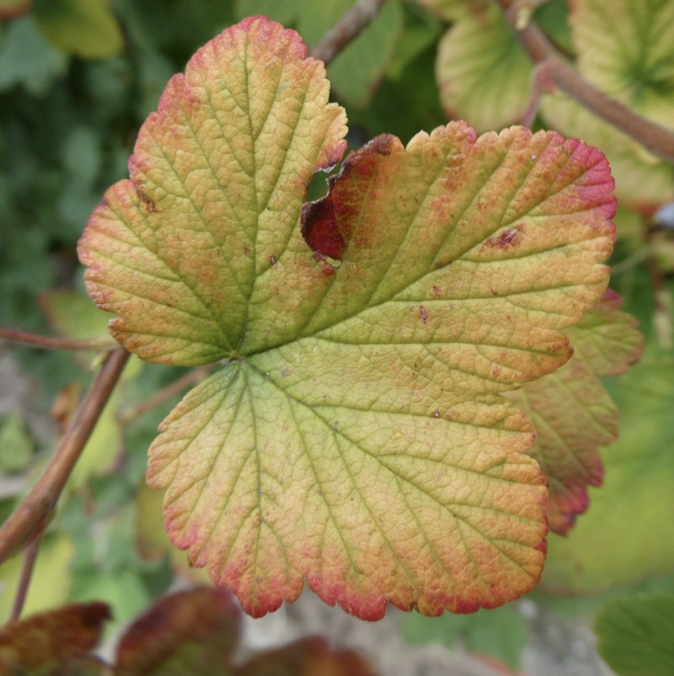 Ribes - Planten - 