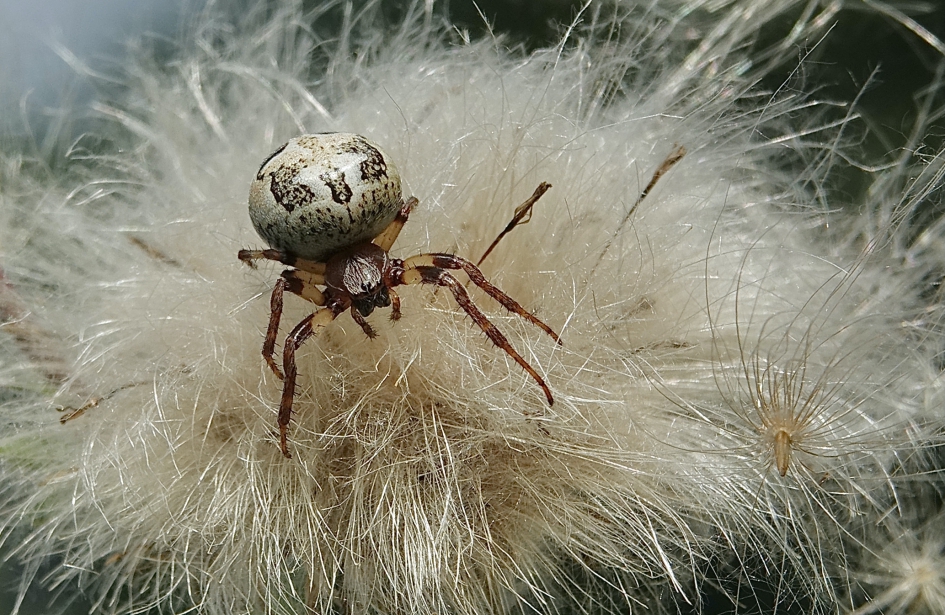 Rietkruisspin - Geleedpotigen - Rietkruisspin