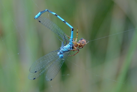Rietkruisspin pakt Watersnuffel