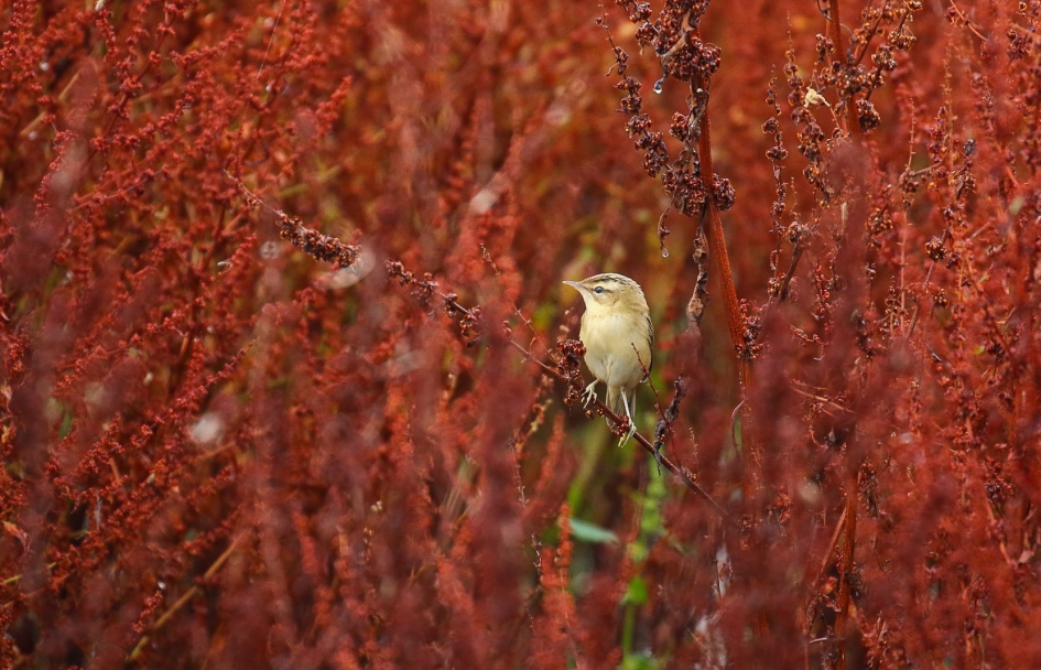 Rietzanger - Vogels - Rietzanger