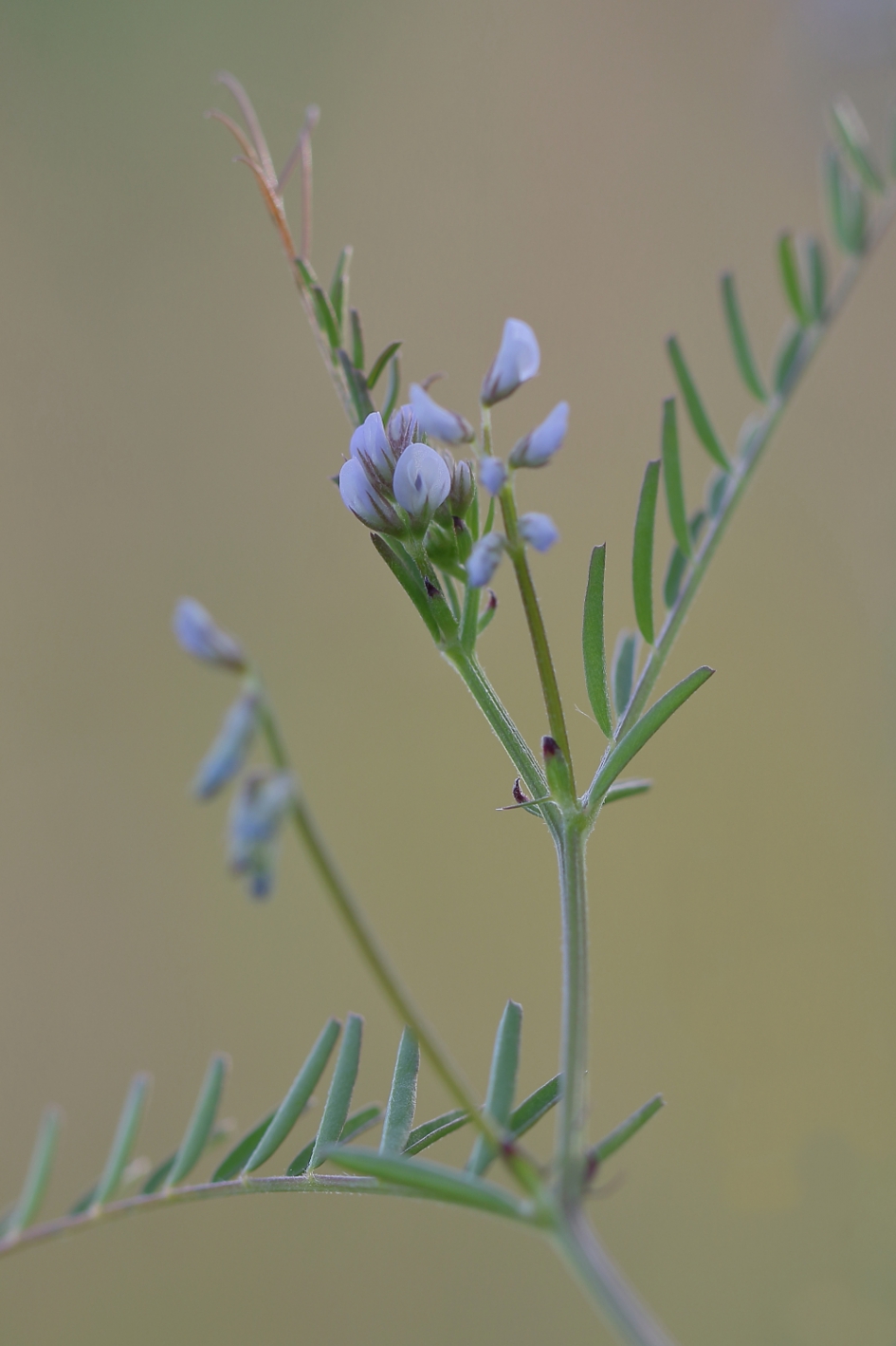 ringelwikke - Planten - ringelwikke