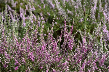 Rood/lila heide