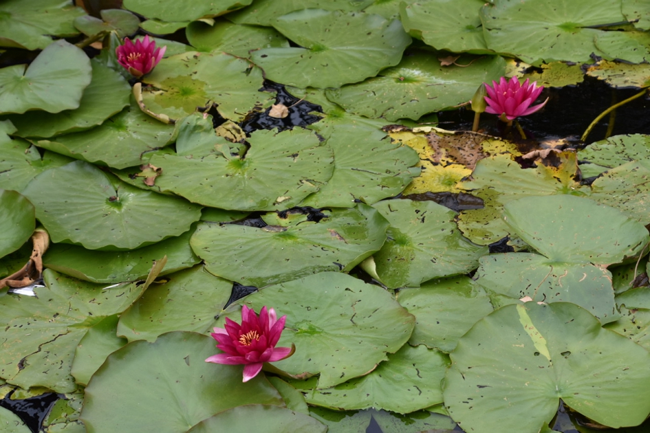 Rode waterlelie - Planten - 