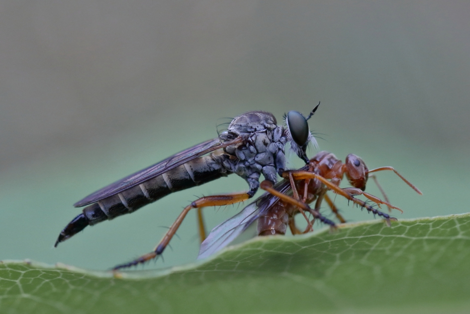 roodpootroofvlieg -v- - Geleedpotigen - roodpootroofvlieg