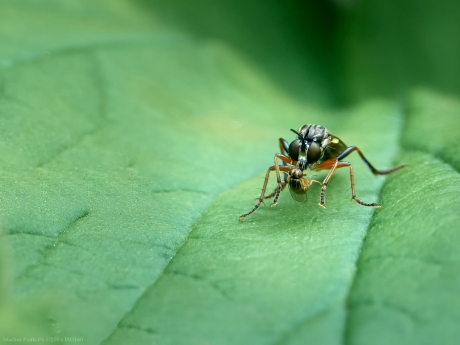 Roofvlieg met prooi...