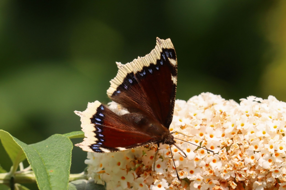 Rouwmantel op vlinderstruik - Geleedpotigen - Rouwmantel