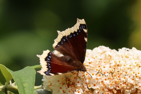 Rouwmantel op vlinderstruik