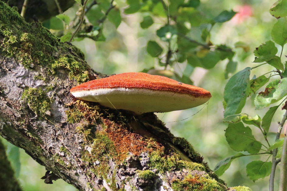 Ruige weerschijnzwam - Schimmels - 