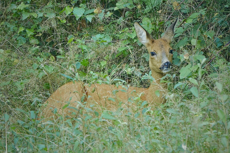 Onopvallende rustplek - Zoogdieren - Ree