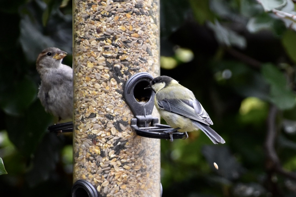 Samen delen - Vogels - 