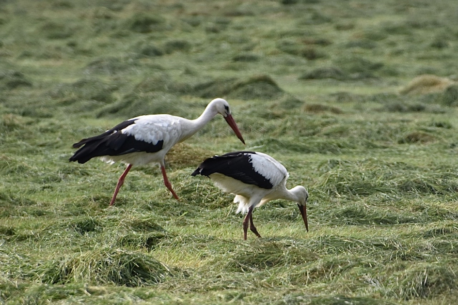 Samen zoeken… - Vogels - 