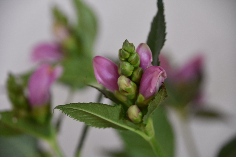 Schildpadbloem - Planten - 