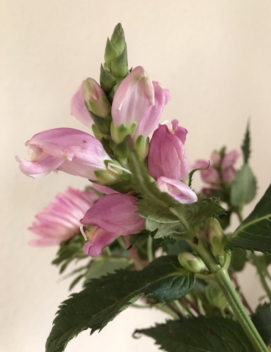 Schildpadbloem - Planten - 