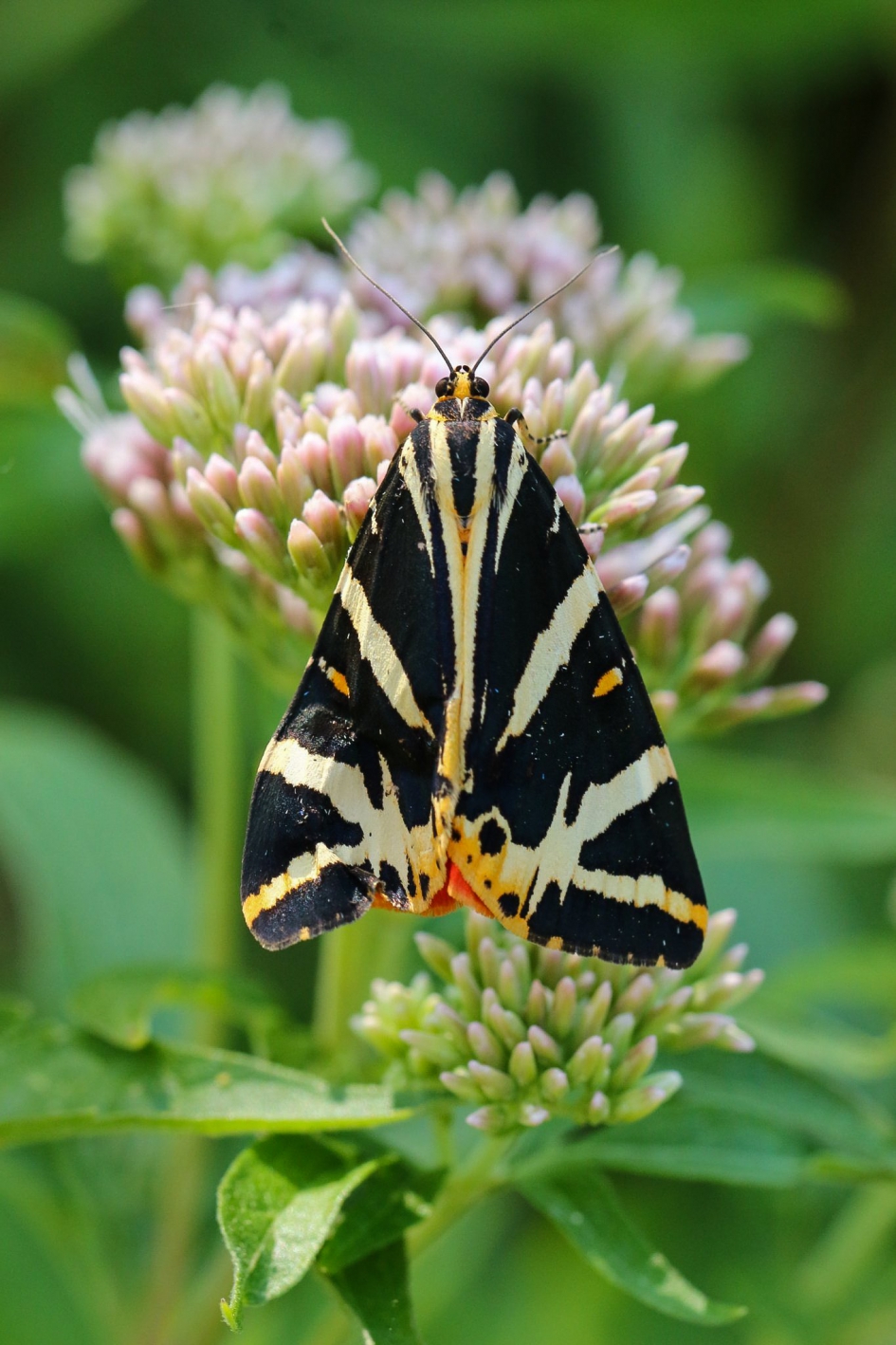 Spaanse vlag - Geleedpotigen - Spaanse vlag