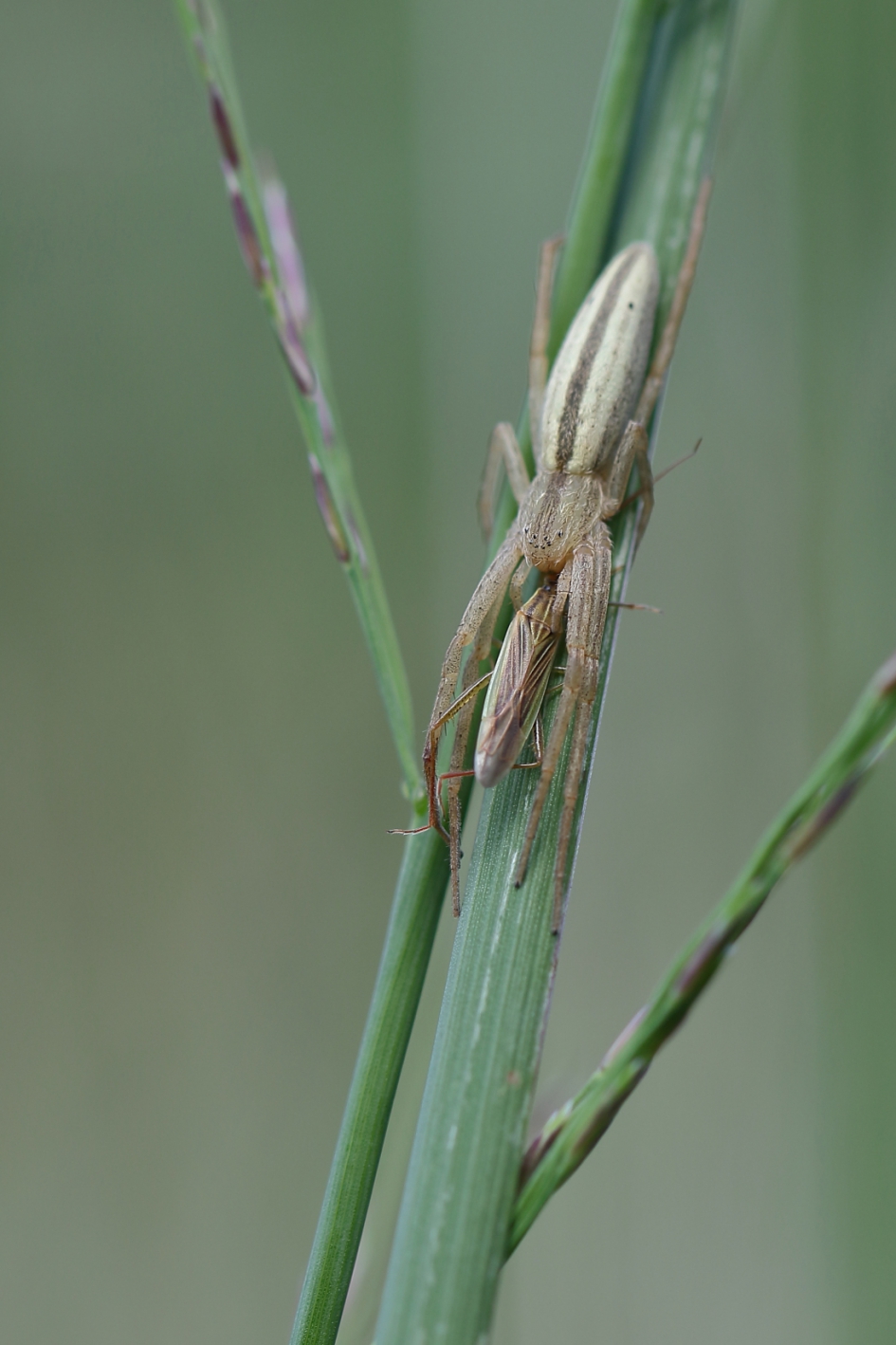sprietspin met prooi..... - Geleedpotigen - sprietspin