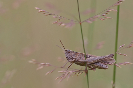 sprinkhaan uit de biguttulusgroep