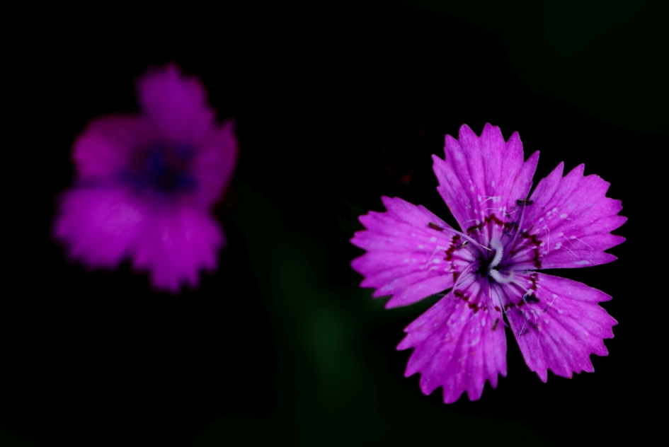 Steenanjer - Planten - steenanjer