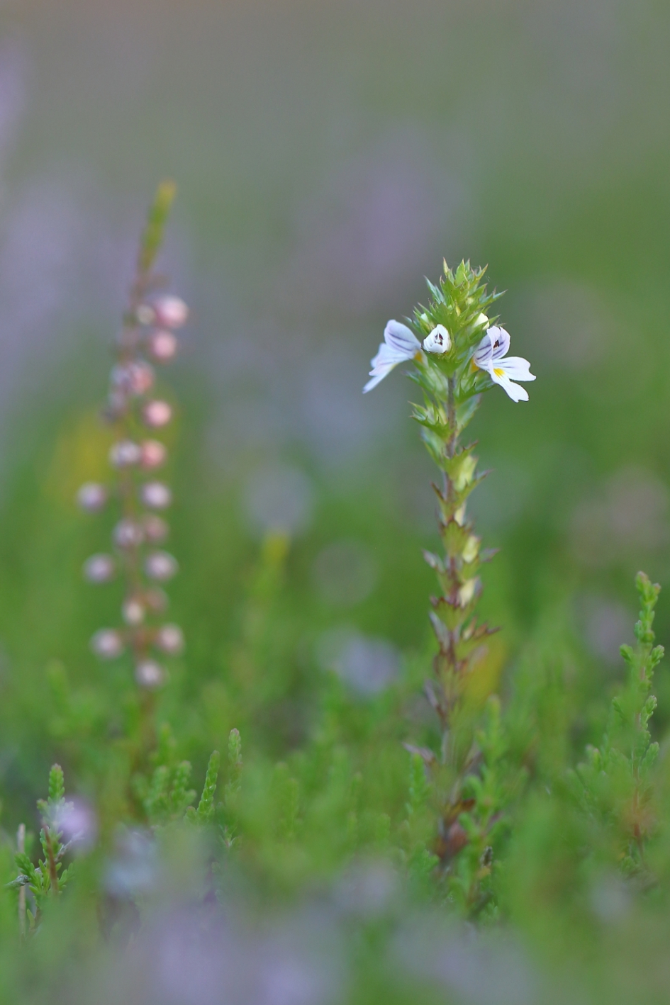 stijve ogentroost - Planten - stijve ogentroost